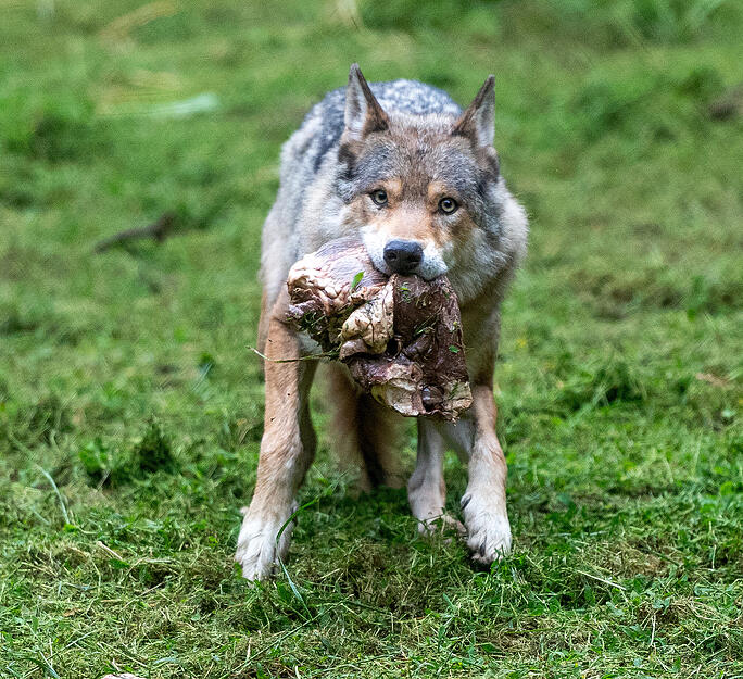 Stimme-Kindereporter zu Besuch im Wildparadies Tripsdrill