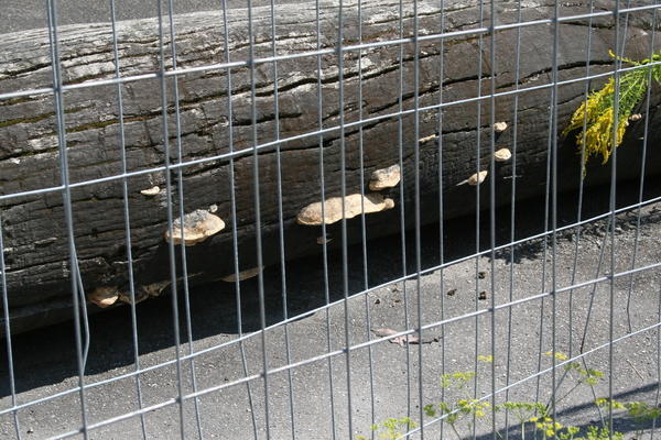 Heilbronner Holzpenis ist weg | 09.08.