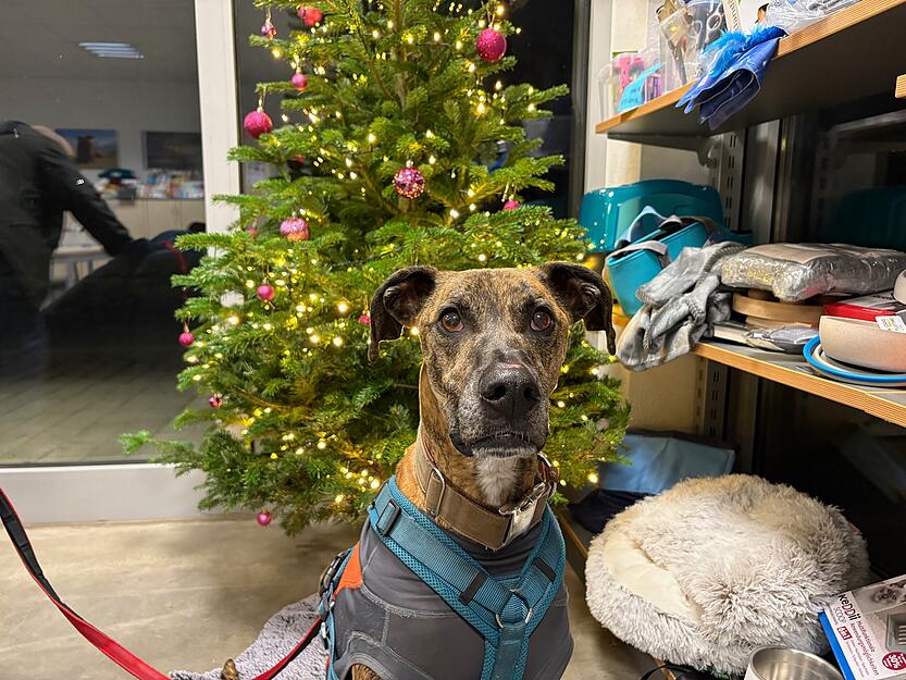 Der Galgo-Boxer Mix Pepe kam nur schwer mit dem Alleinsein zurecht, deswegen lebt er seit etwa einem Jahr im Tierheim Heilbronn. Der menschenfreundliche Hund ist mit Kindern aufgewachsen.