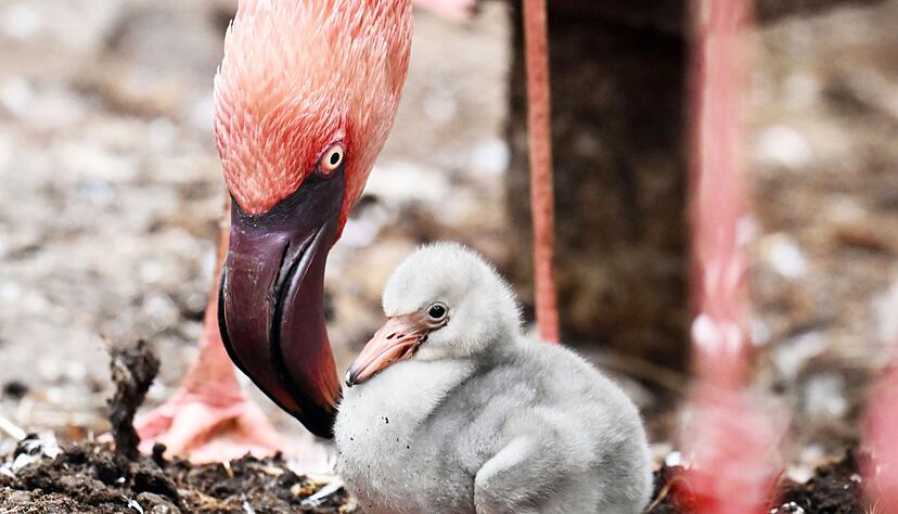 Erst mit drei Jahren entwickeln die Jungtiere ihr typisches rosa Federkleid.