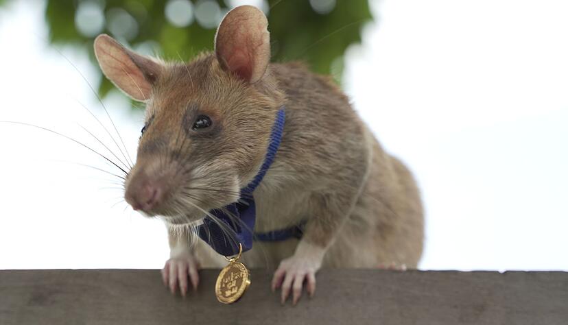 2020 bekam Magawa bereits f&uuml;r seine Leistungen eine spezielle Medaille - als erste Ratte &uuml;berhaupt. (Archivbild)