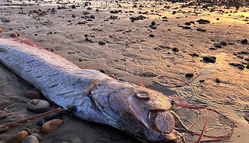 Fotos der selten angespülten Tiere machen im Internet häufig schnell die Runde. Fotos der selten angespülten Tiere machen im Internet häufig schnell die Runde.