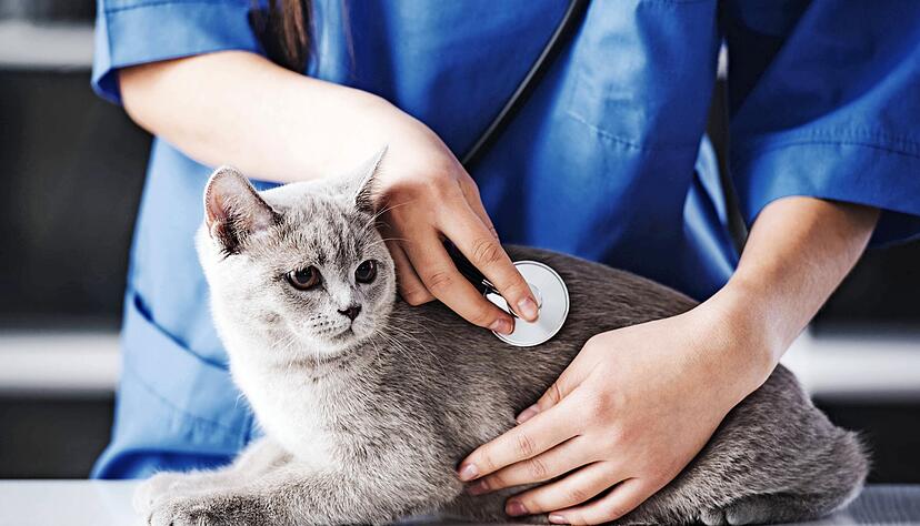 Seit einem Monat gilt die angepasste Gebührenordnung für Tierärzte.
Foto: VadimGuzhva/stock.adobe.com Seit einem Monat gilt die angepasste Gebührenordnung für Tierärzte.
Foto: VadimGuzhva/stock.adobe.com