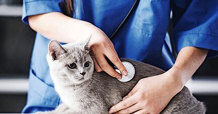 Seit einem Monat gilt die angepasste Gebührenordnung für Tierärzte.

Foto: VadimGuzhva/stock.adobe.com