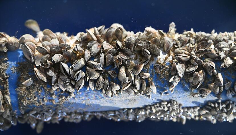 Die kleinen Muscheln sorgen für Ärger im Bodensee. (Archivbild) Die kleinen Muscheln sorgen für Ärger im Bodensee. (Archivbild)