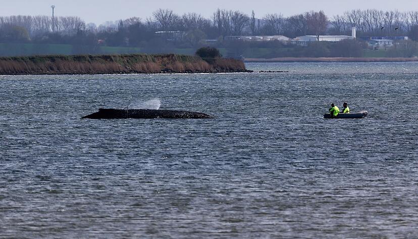 Einsatzkr&auml;fte der Feuerwehr benetzen den R&uuml;cken des Wals, der aus dem Wasser ragt. Der vor Wismar gestrandete Buckelwal ist noch am Leben.