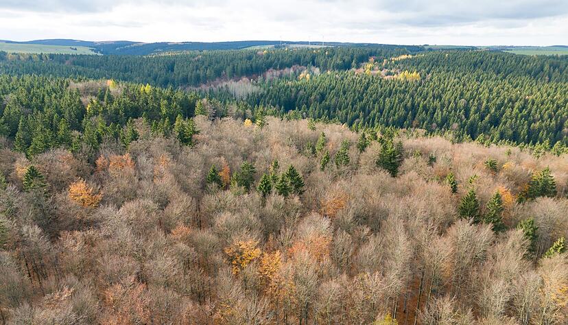 Der deutsche Wald ist zu einer Treibhausgas-Quelle geworden. Das will Bundesumweltminister Carsten Schneider &auml;ndern.