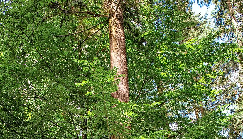 Christian Feldmann an einer der 120 Jahren alten Douglasien, die bis zum Ende wachsen dürfen. Christian Feldmann an einer der 120 Jahren alten Douglasien, die bis zum Ende wachsen dürfen.