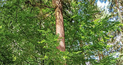 Christian Feldmann an einer der 120 Jahren alten Douglasien, die bis zum Ende wachsen dürfen. Christian Feldmann an einer der 120 Jahren alten Douglasien, die bis zum Ende wachsen dürfen.