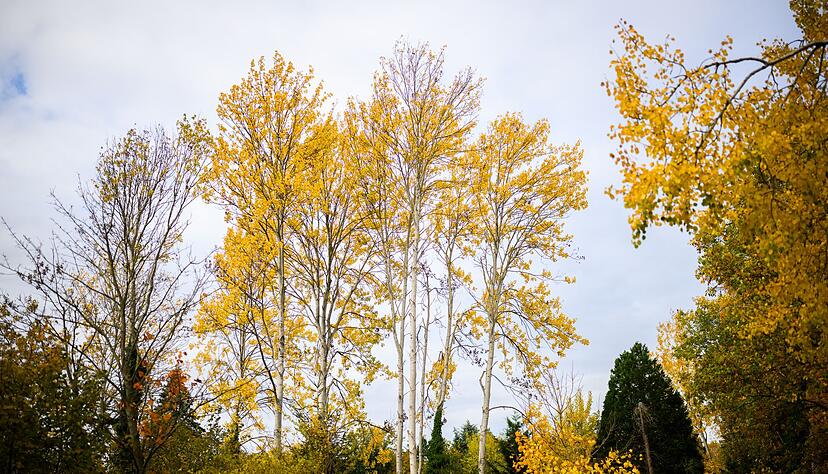 Zitterpappeln stehen an einem Parkplatz. Die Zitterpappel ist Baum des Jahres 2026.