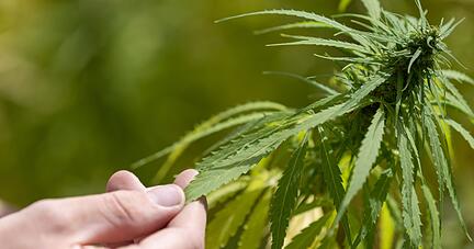 Der Weg zur Cannabis-Legalisierung: Maximal drei Pflanzen, höchstens 25 Gramm für den Eigenbedarf und Vereine zum gemeinschaftlichen Anbau von Gras. Der Weg zur Cannabis-Legalisierung: Maximal drei Pflanzen, höchstens 25 Gramm für den Eigenbedarf und Vereine zum gemeinschaftlichen Anbau von Gras.