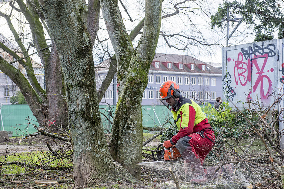 Bäume fallen im Stadtgarten | 13.12.