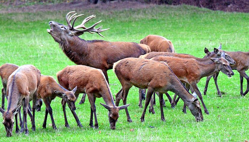 Der Platzhirsch hat das gr&ouml;&szlig;te Geweih, den massigsten K&ouml;rper und er r&ouml;hrt am lautesten: Von Anfang September bis Mitte Oktober ist bei den Rothirschen Brunftzeit. Fotos: Ekkehart Nupnau