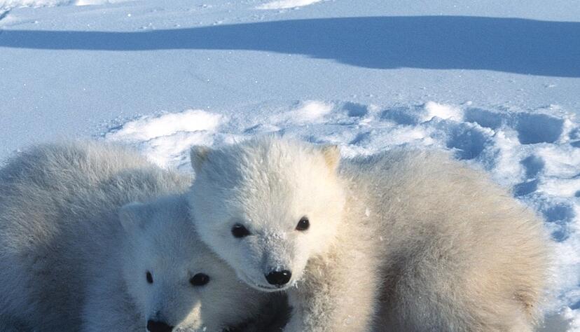 Junge Eisbären in Spitzbergen verlassen um den 9. März herum erstmals ihre Geburtshöhlen. Junge Eisbären in Spitzbergen verlassen um den 9. März herum erstmals ihre Geburtshöhlen.