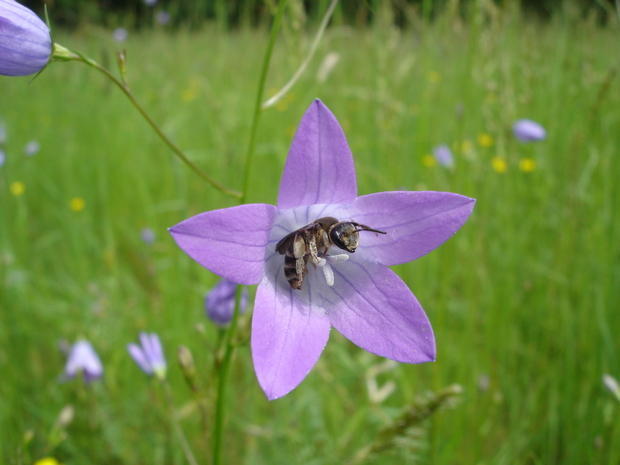 Braunschuppige Sandbiene