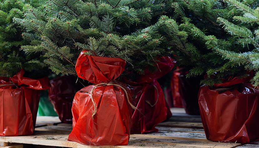 Bäume im Topf können mehr als ein Weihnachtsfest erleben - aber nicht immer. Bäume im Topf können mehr als ein Weihnachtsfest erleben - aber nicht immer.