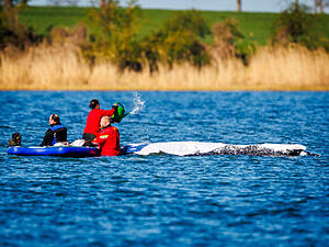 Helfer versorgen den gestrandeten Buckelwal vor der Insel Poel und bespr&uuml;hen ihn mit Wasser und haben ihn mit Laken abgedeckt.