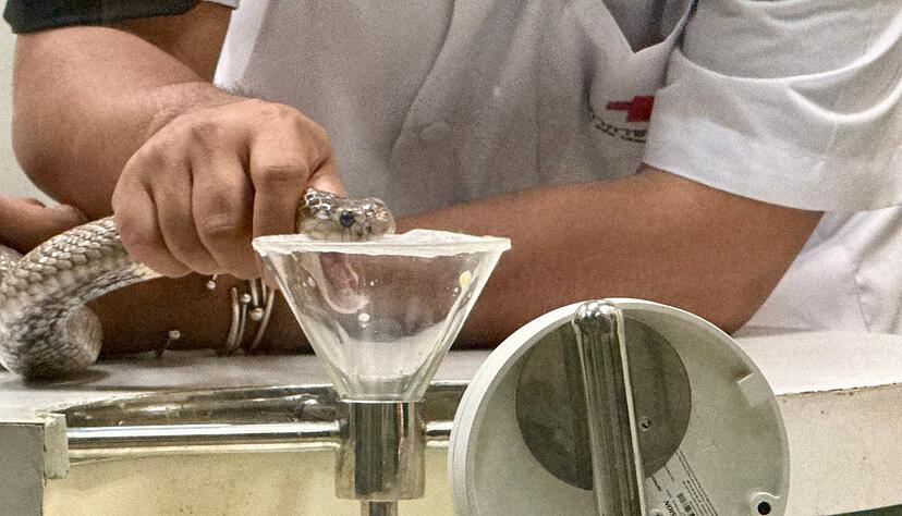 Wenn die Schlange in die Kunststoff-Membran bei&szlig;t, flie&szlig;t Gift aus ihrem Maul in einen Glasbeh&auml;lter.