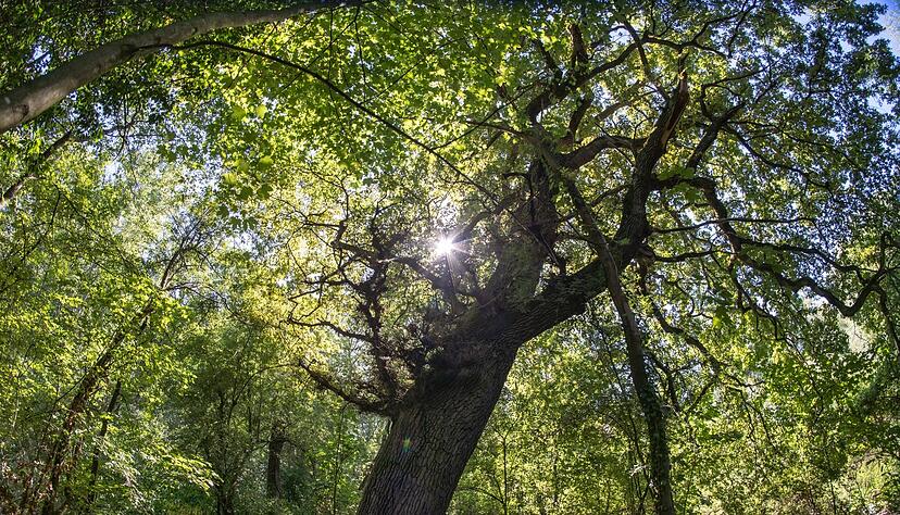 Eichen wachsen im Naturschutzgebiet auf der Rheininsel Kühkopf.