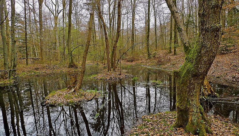 Zwei Hobby-Sucher haben in dem Waldst&uuml;ck an der deutschen Grenze bei Basel die M&uuml;nzen gefunden.