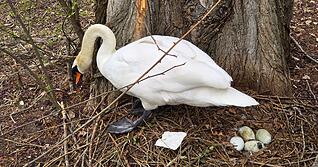 Es liegen nach der Attacke auf das Schwanennest wieder vier Eier im Gelege.