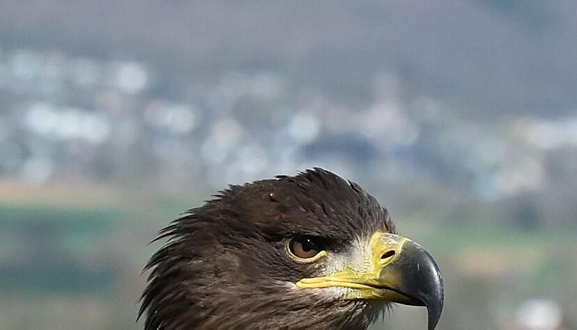 Wer glaubt, Romeo gesichtet zu haben, soll sich bei der Greifenwarte melden.