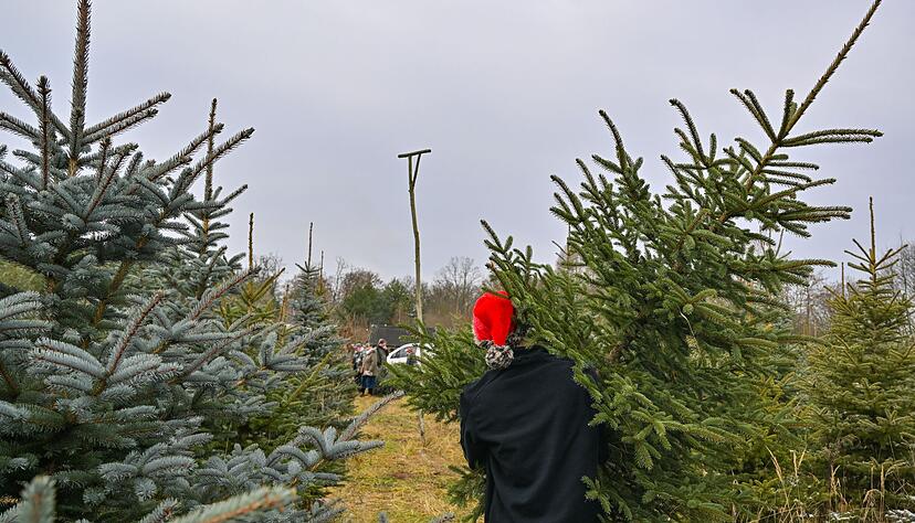 Nadelbäume können das ganze Jahr über Sonnenenergie sammeln. (Archivbild) Nadelbäume können das ganze Jahr über Sonnenenergie sammeln. (Archivbild)