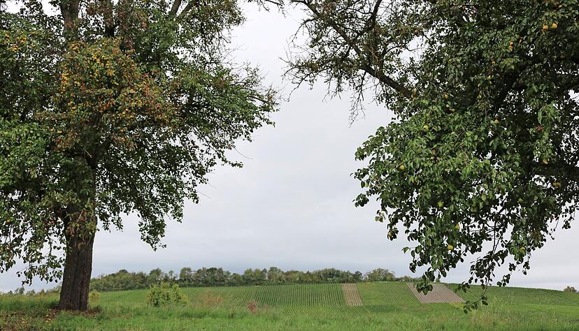 Die Birnbäume am Lindelberg liefern hervorragendes Mostobst. Foto: Zimmermann