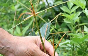 Abgeknabbert: Diesen zarten Ahorn hat sich ein Reh schmecken lassen.