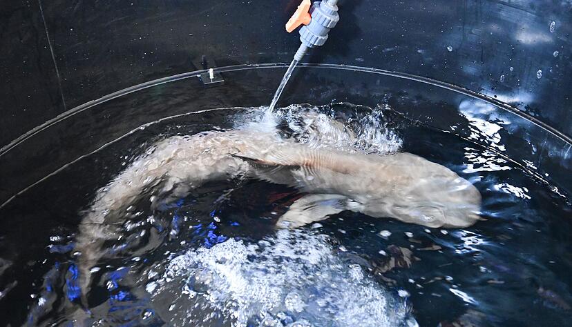Hai Amadeus ist im Naturkundemuseum angekommen.