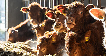 Beim Klimaschutz ist die Rinderhaltung in Baden-Württemberg eher Teil der Lösung. Beim Klimaschutz ist die Rinderhaltung in Baden-Württemberg eher Teil der Lösung.