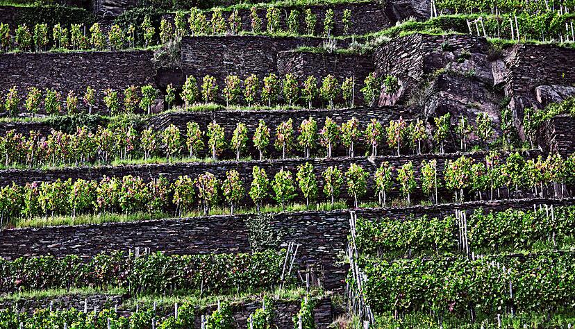 Die Weinberge entlang der Ahr wachsen auf vielfältigen Böden, darunter Schiefer und Devonschiefer in den steileren Lagen, Lößlehm sowie mit Stein durchsetzte Lehmböden, und teilweise auch vulkanische Gesteine. Die Weinberge entlang der Ahr wachsen auf vielfältigen Böden, darunter Schiefer und Devonschiefer in den steileren Lagen, Lößlehm sowie mit Stein durchsetzte Lehmböden, und teilweise auch vulkanische Gesteine.
