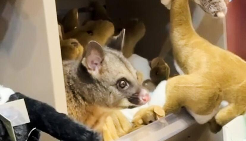 Zwischen kuscheligen Kängurus blickte plötzlich ein tierischer Gast einem Kunden entgegen. Zwischen kuscheligen Kängurus blickte plötzlich ein tierischer Gast einem Kunden entgegen.