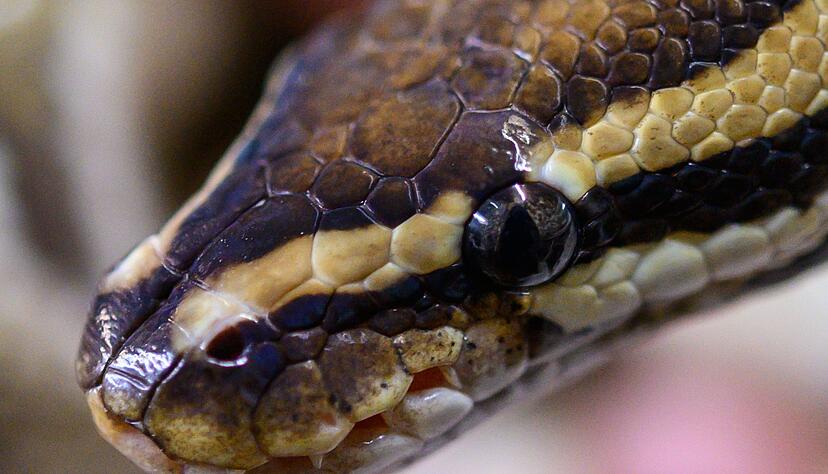 Pythons sind ungiftig und t&ouml;ten ihre Beute dadurch, dass sie sie umschlingen.