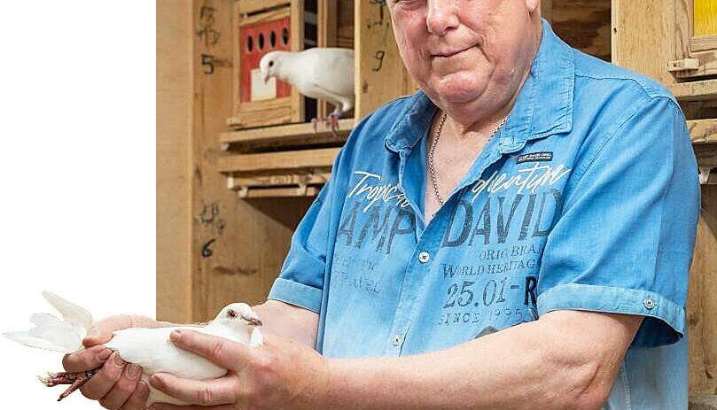 Im selbst gebauten Taubenschlag hält der 70-jährige Karl-Heinz Flachsmann viele Tiere. Seit seiner Kindheit hat er Brieftauben, bietet sie für besondere Anlässe an.