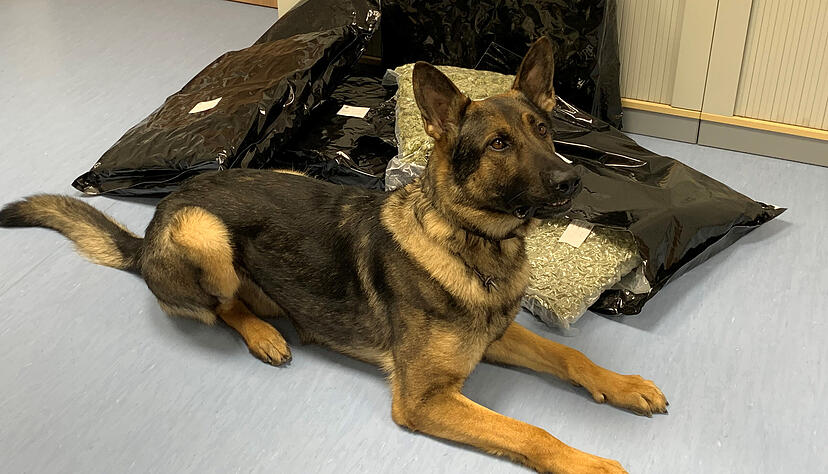Zollhund Luc vor seiner "Beute": 16 Kilogramm Marihuana