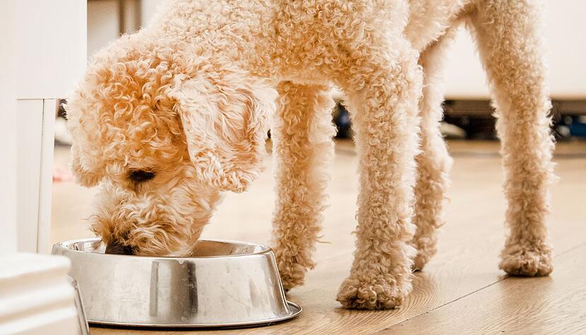 Die Stiftung Warentest hat 24 Trockenfutter f&uuml;r Hunde getestet.