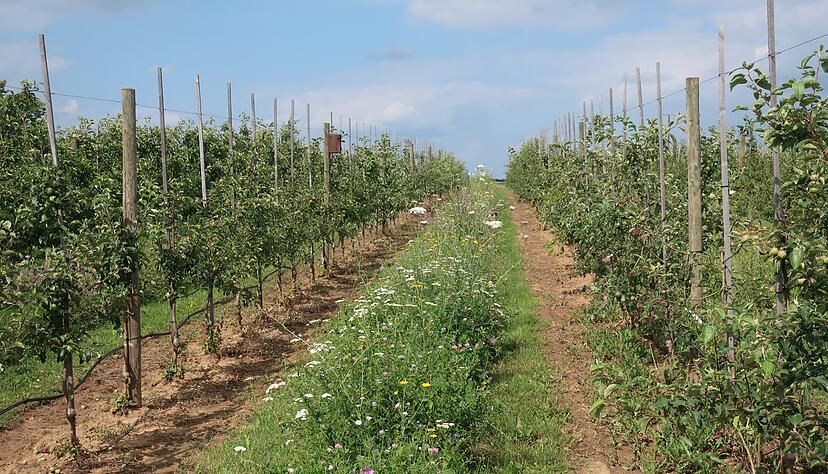Im Obstversuchsgut Heuchlingen sind in einer Modellanlage bereits Blühstreifen in den Fahrtrassen angelegt, um die biologische Vielfalt zu fördern. Foto: privat