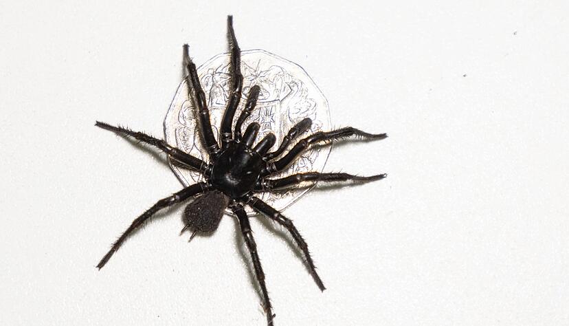 Das bisher existierende Gegengift wirkt bei allen drei Arten.