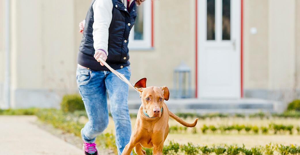 Der Hund bestimmt, wo es langgeht? Mit ein paar einfachen Tricks lässt sich der Spieß umdrehen. Der Hund bestimmt, wo es langgeht? Mit ein paar einfachen Tricks lässt sich der Spieß umdrehen.