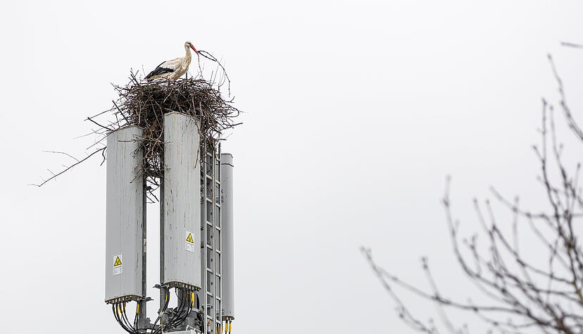 Der Funkmast in Cleebronn ist Nistplatz für die Störche. Der Funkmast in Cleebronn ist Nistplatz für die Störche.