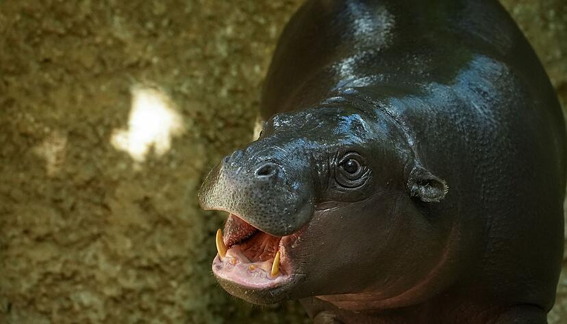 Toni wurde am 3. Juni 2024 geboren. (Archivbild)