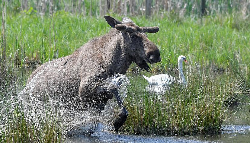 Experten glauben, dass sich die Tiere künftig wieder dauerhaft in Deutschland ansiedeln könnten. (Symbolbild) Experten glauben, dass sich die Tiere künftig wieder dauerhaft in Deutschland ansiedeln könnten. (Symbolbild)