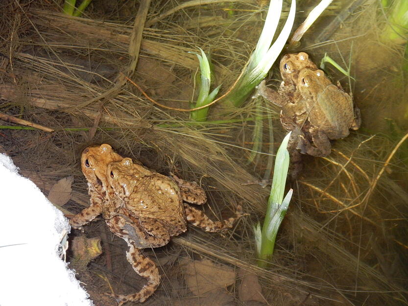 H&auml;ufig lassen sich die Kr&ouml;ten-M&auml;nnchen von den Weibchen zum Laichplatz tragen.