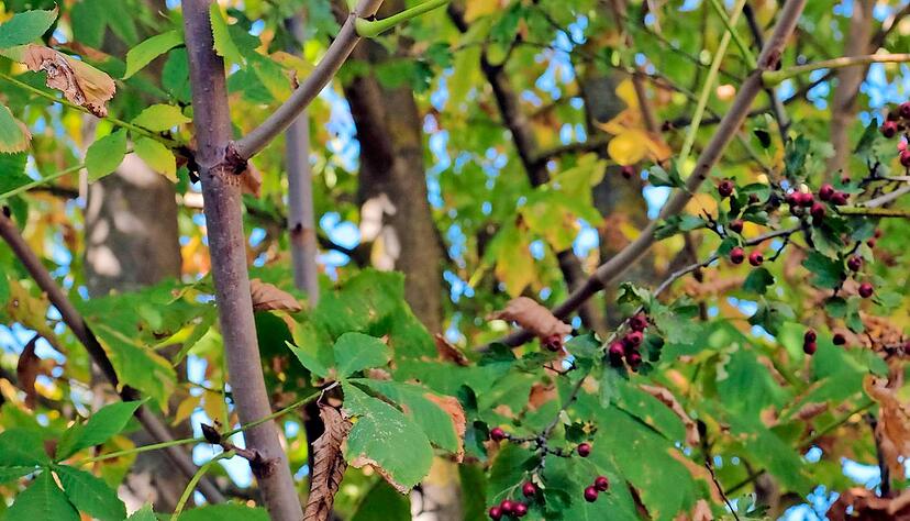 Die braunen Stellen am Blatt zeugen von den Tunneln der Miniermotte. 95 Prozent der B&auml;ume im Heilbronner Stadtgebiet sind betroffen.

Foto: Dennis Mugler