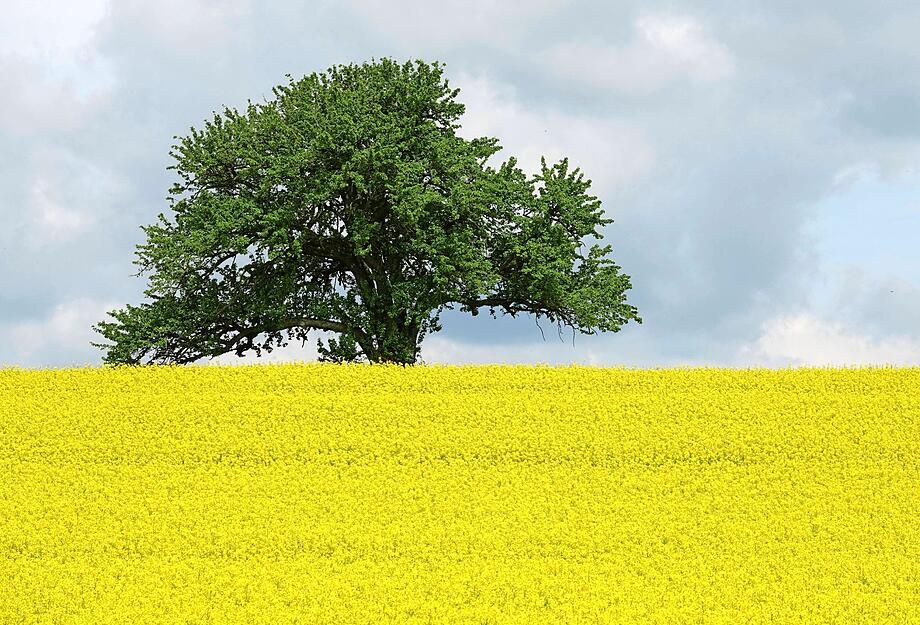 Die meine.stimme-Heimatreporter haben die vielen Rapsfelder in der Region dokumentiert und zeigen, wie unterschiedlich das Motiv fotografiert werden kann. Die meine.stimme-Heimatreporter haben die vielen Rapsfelder in der Region dokumentiert und zeigen, wie unterschiedlich das Motiv fotografiert werden kann.