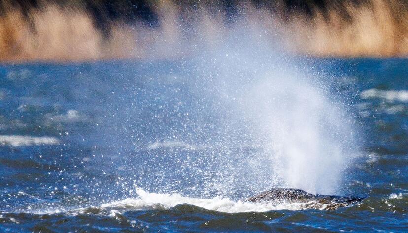 Der Buckelwal liegt vor der Insel Poel und bl&auml;st Atemluft aus.