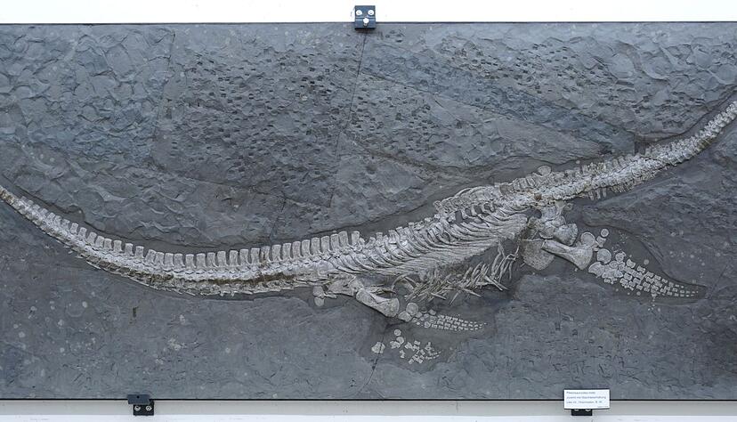 Das Fossil des Reptils Plesionectes longicollum stammt aus einem Steinbruch in Baden-Württemberg. Das Fossil des Reptils Plesionectes longicollum stammt aus einem Steinbruch in Baden-Württemberg.