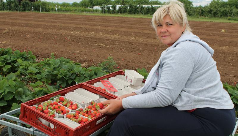 Ein Wagen erleichtert die Pfl&uuml;cke im Versuchsgut Heuchlingen.
Fotos: Kinzinger
