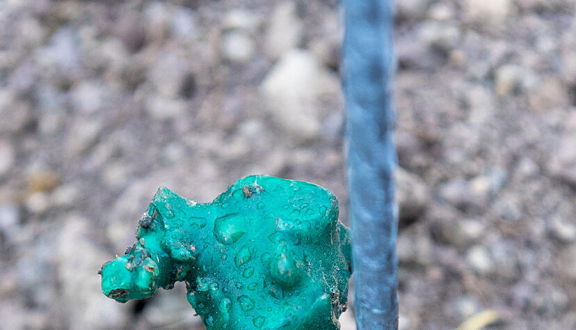 Die Rebensetzlinge stecken gut 30 Zentimeter tief im Boden. Das obere Ende ist mit Wachs überzogen. Wohl im Mai werden die Triebe durchbrechen. Die Rebensetzlinge stecken gut 30 Zentimeter tief im Boden. Das obere Ende ist mit Wachs überzogen. Wohl im Mai werden die Triebe durchbrechen.